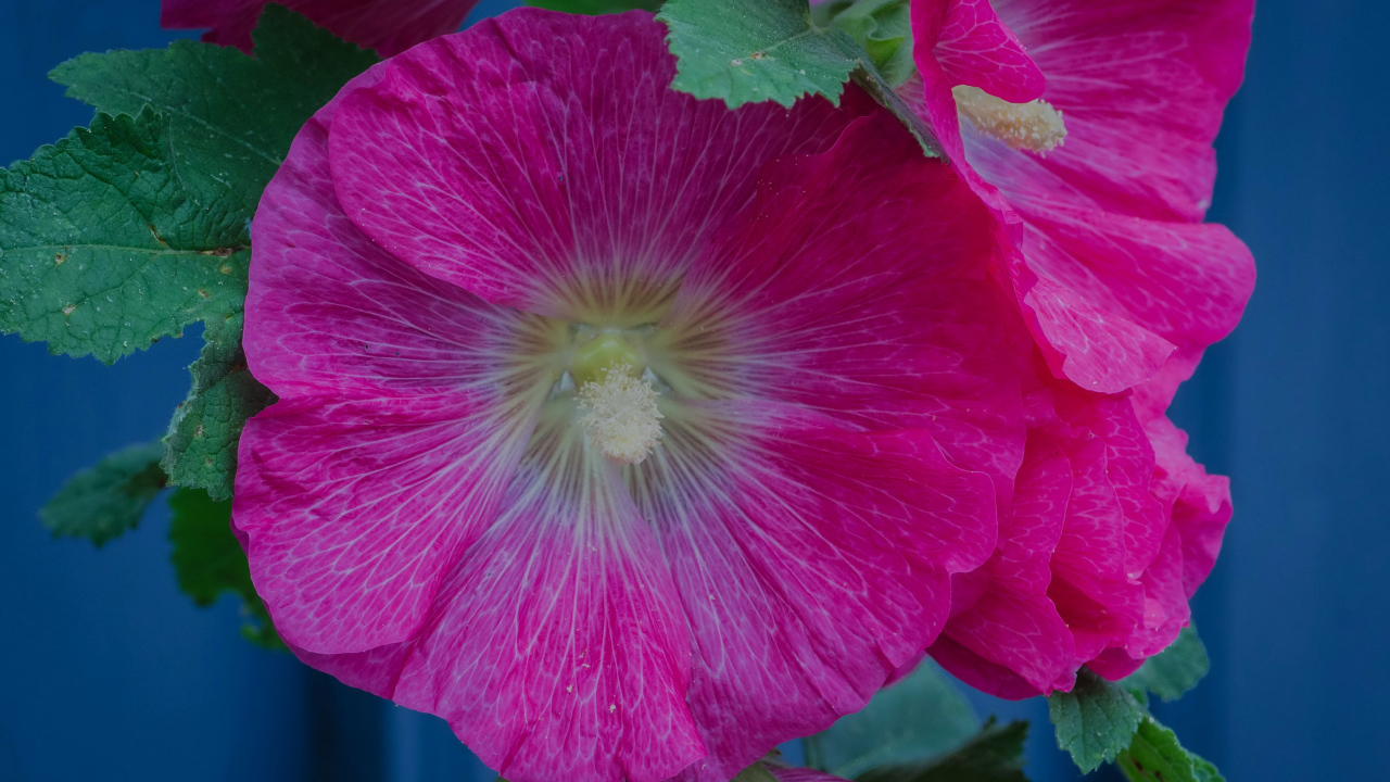 Розовые цветы мальвы с зелеными листьями крупным планом