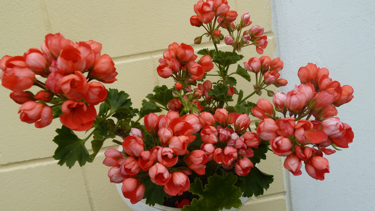 Розовые комнатные цветы герань в горшке