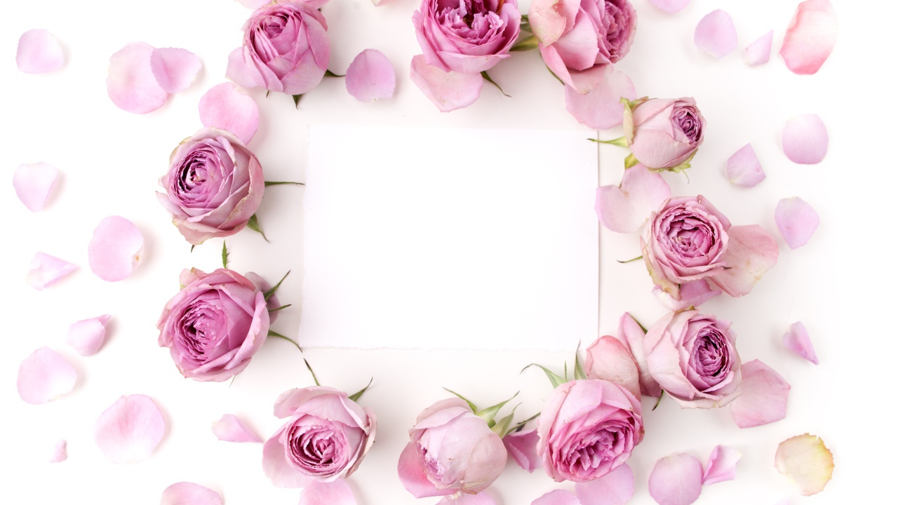 Розовые розы с лепестками на белом фоне с листом бумаги 