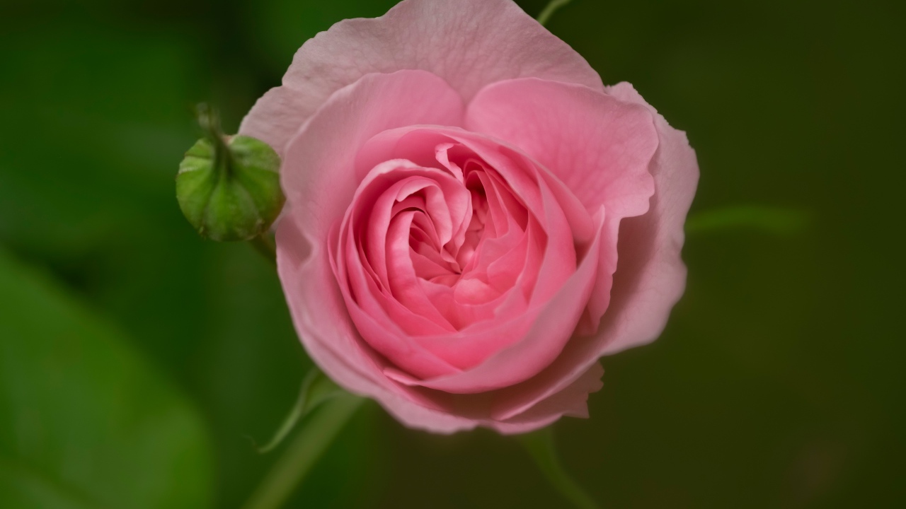 Розовая нежная роза с бутоном крупным планом