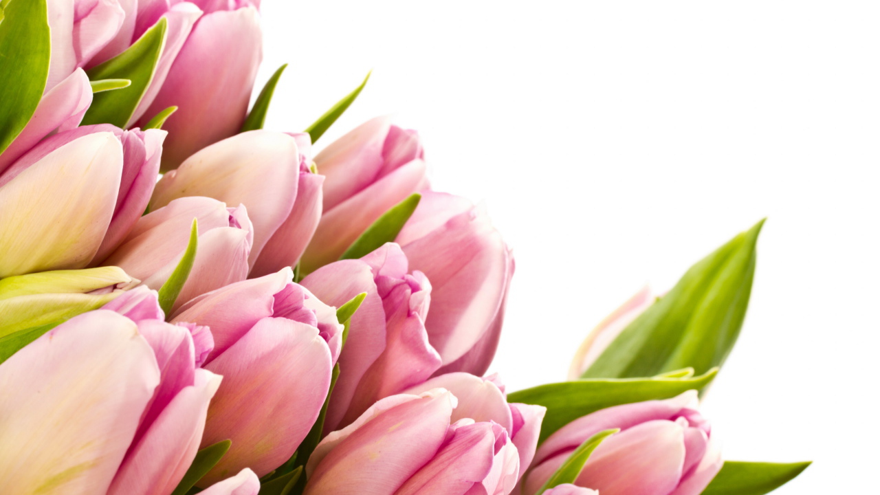 Розовые тюльпаны с зелеными листьями на белом фоне 