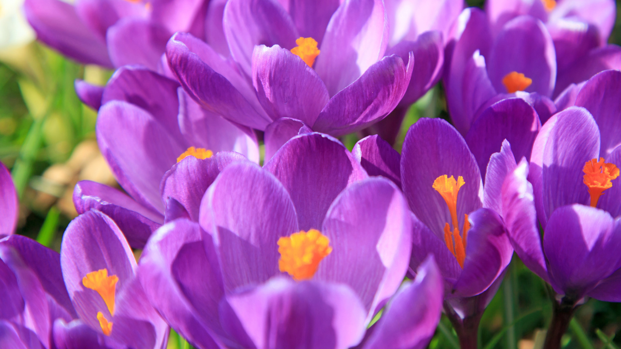 Фиолетовые крокусы в лучах солнца крупным планом