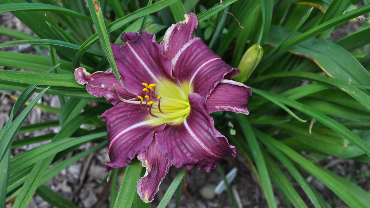 Фиолетовая лилия в зеленых листьях 