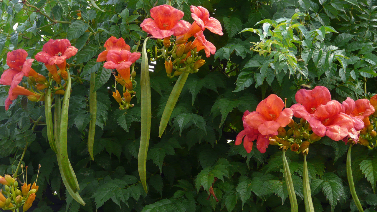 Красные цветы кампсис на кусте с зелеными листьями