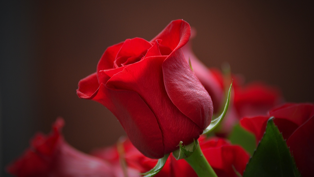 Красная английская роза крупным планом