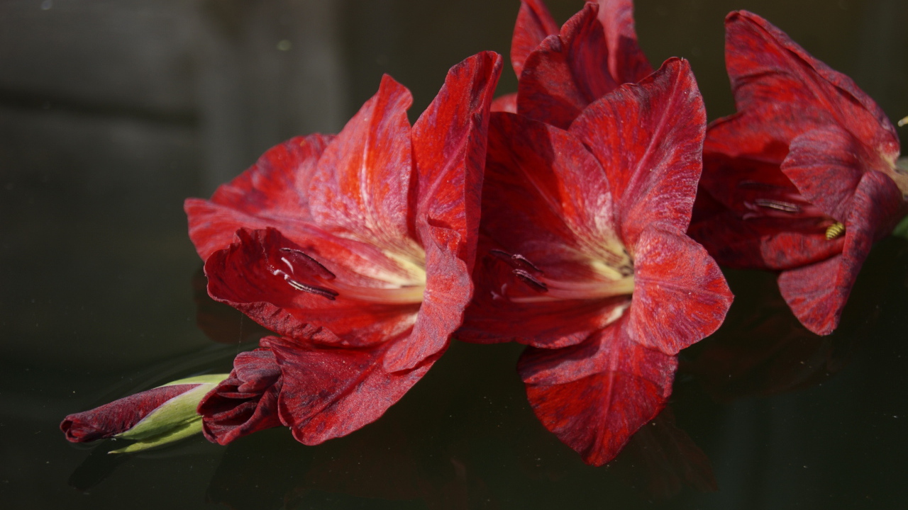 Красный цветок гладиолуса лежит в воде