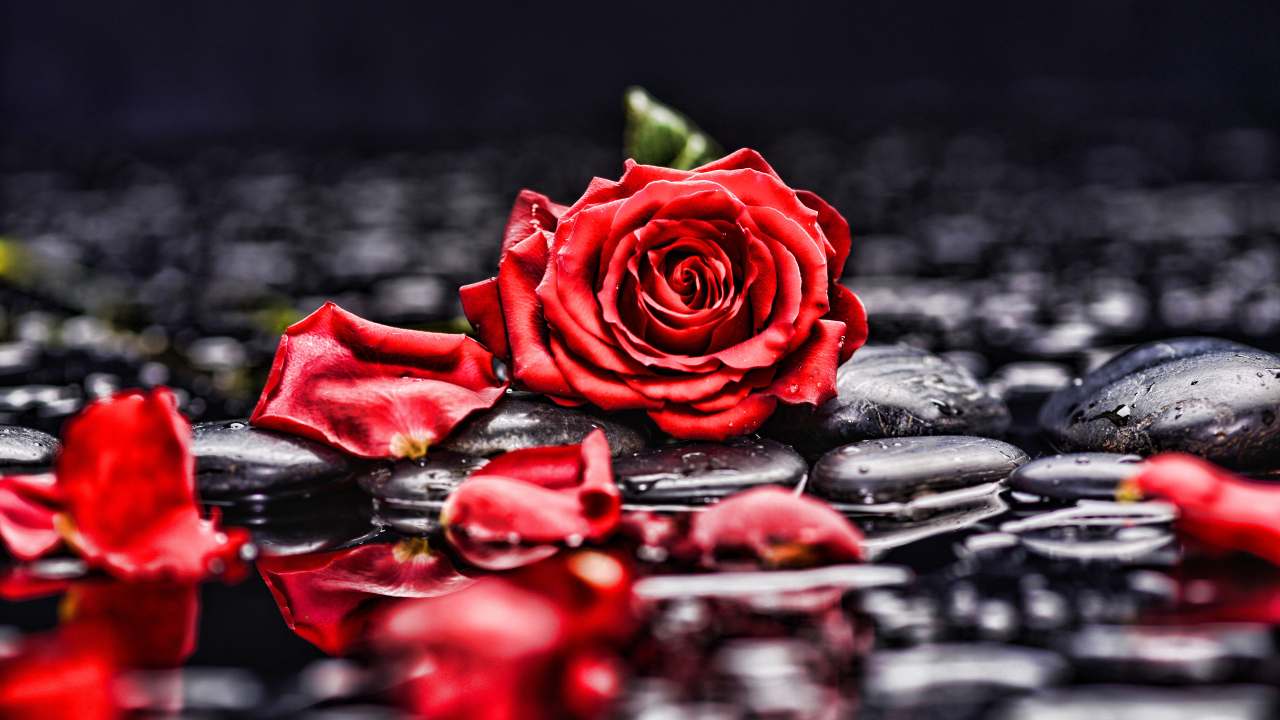 Красная роза с лепестками лежит на мокрых черных камнях