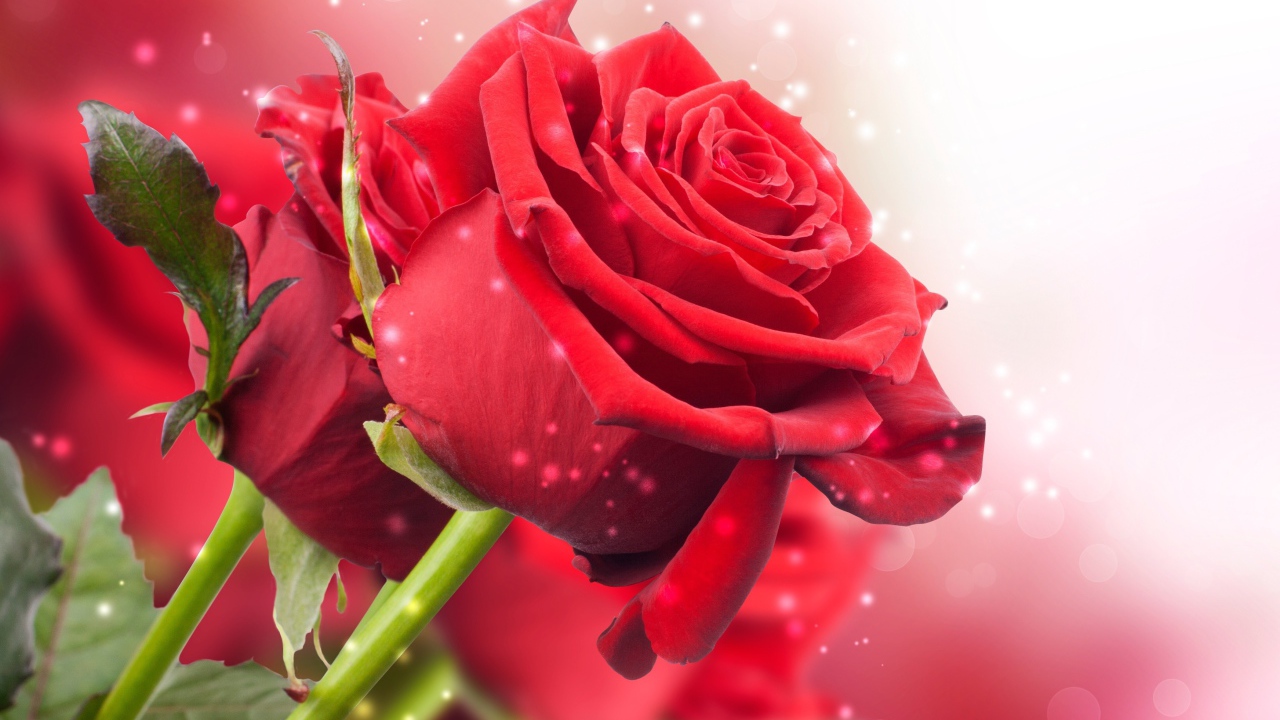 Красные розы на розовом фоне с боке