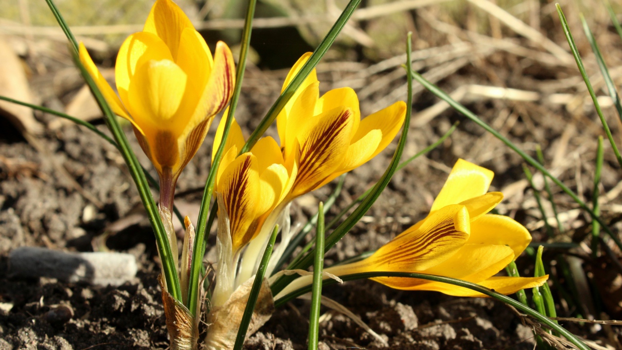 Солнечные желтые крокусы на земле весной