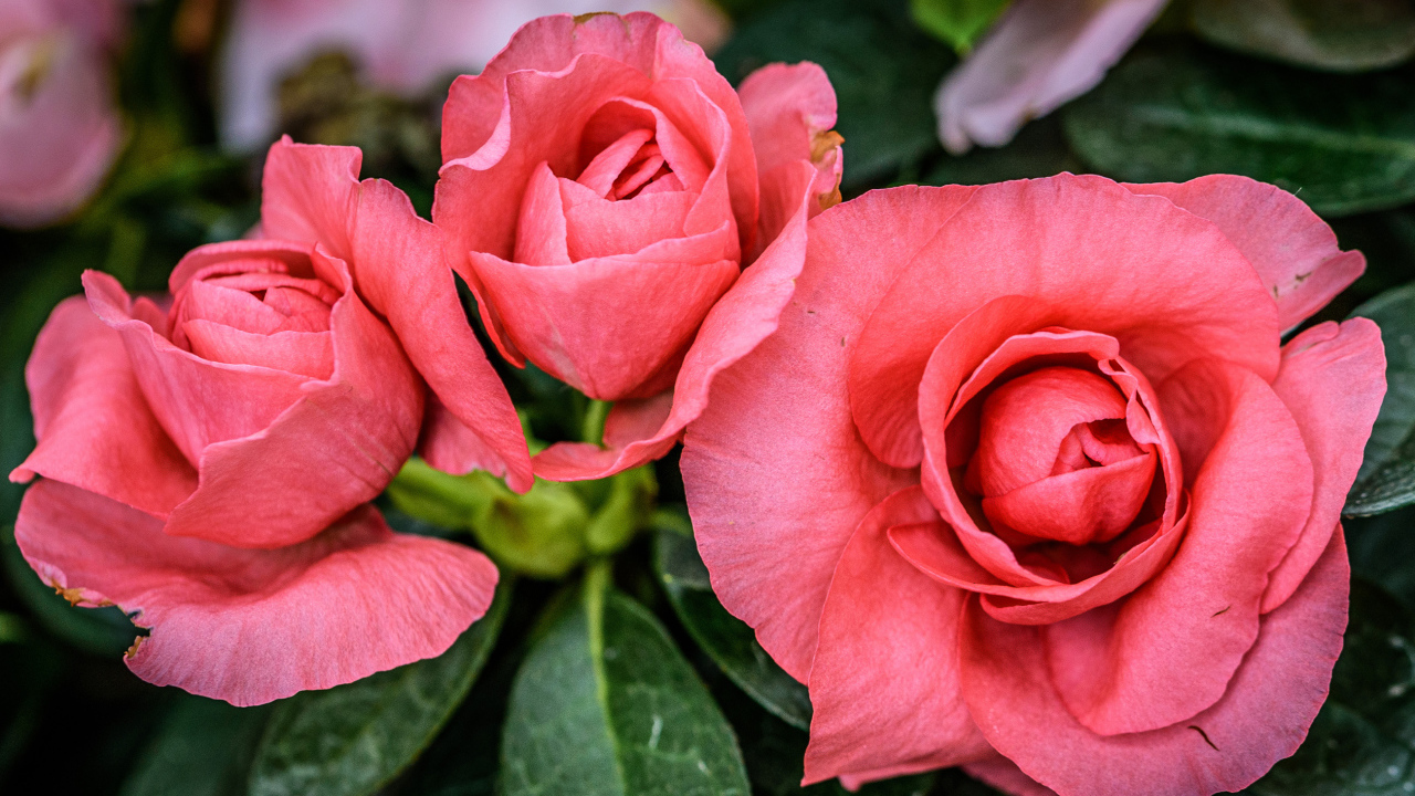 Три нежных розовых цветка бегонии крупным планом