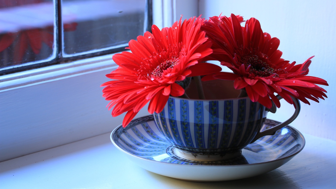 Три цветка красной герберы в чашке на подоконнике 