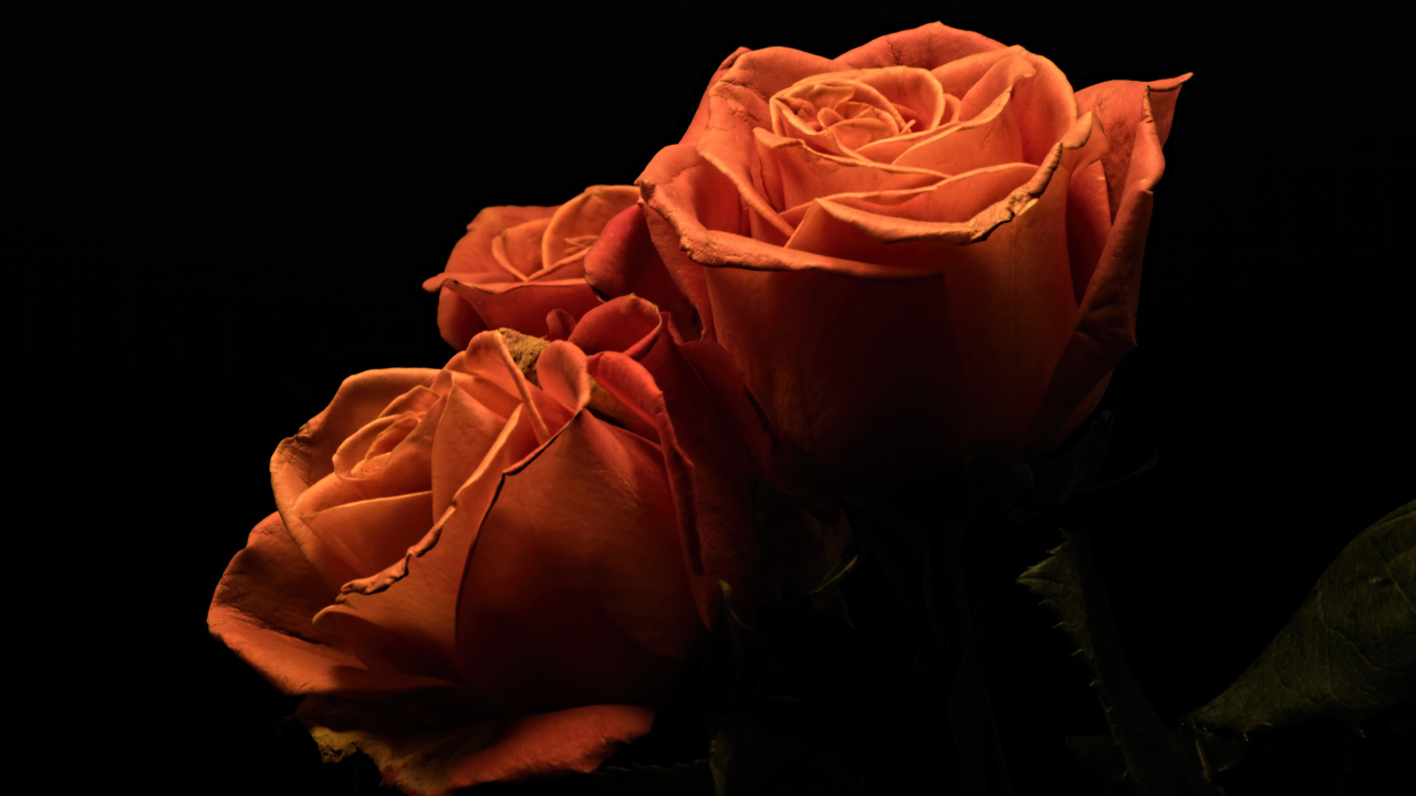 Три оранжевые розы на черном фоне 
