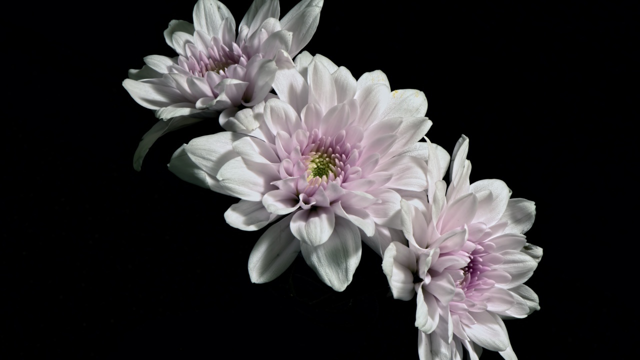 Три розовых цветка хризантемы на черном фоне