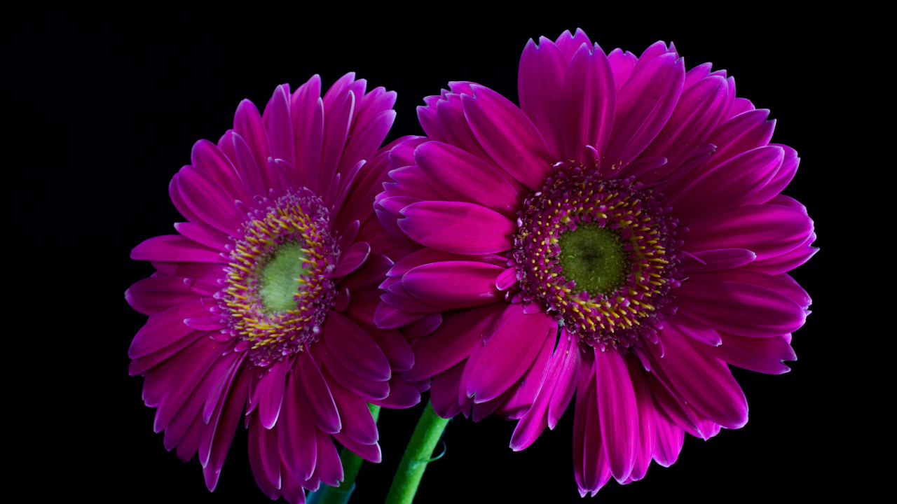 Две сиреневые герберы на черном фоне