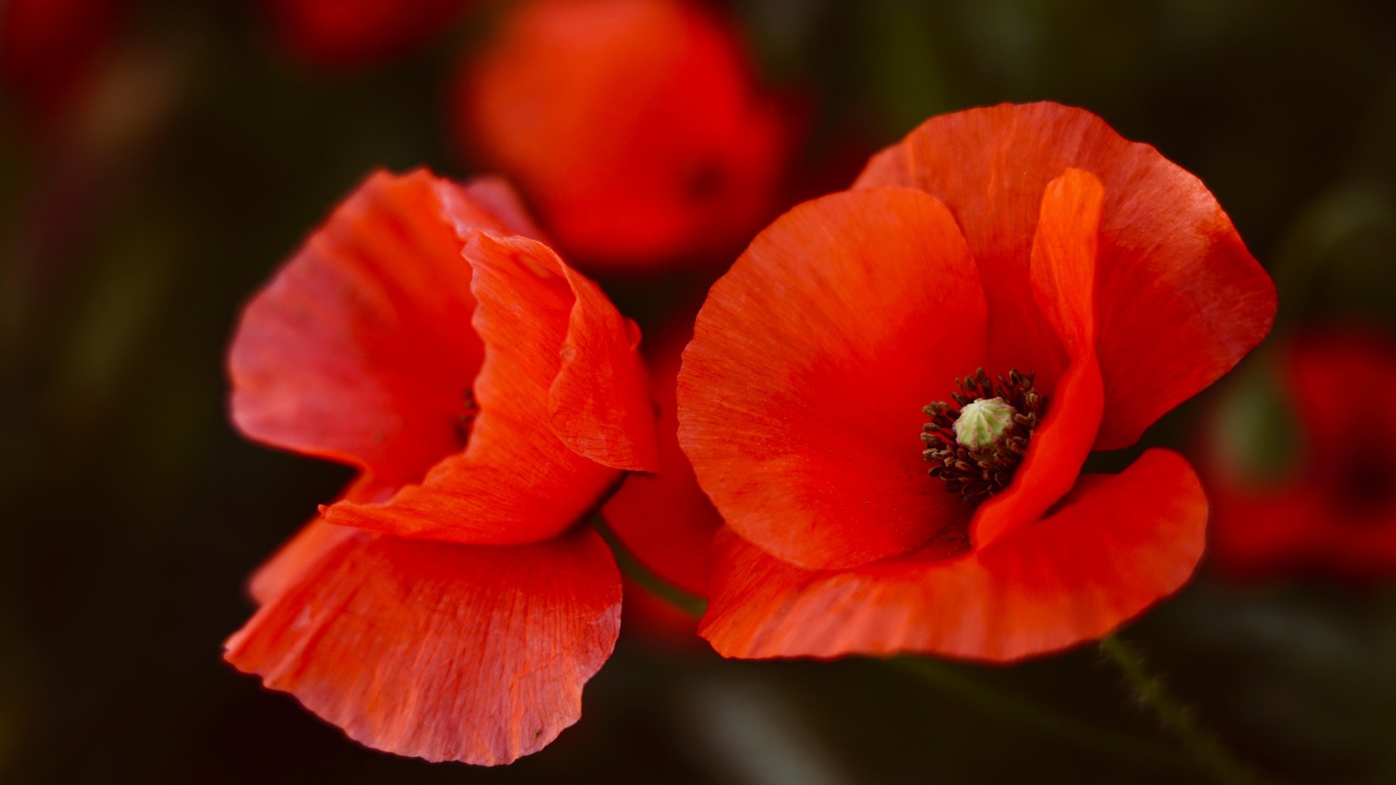 Два алых мака крупным планом