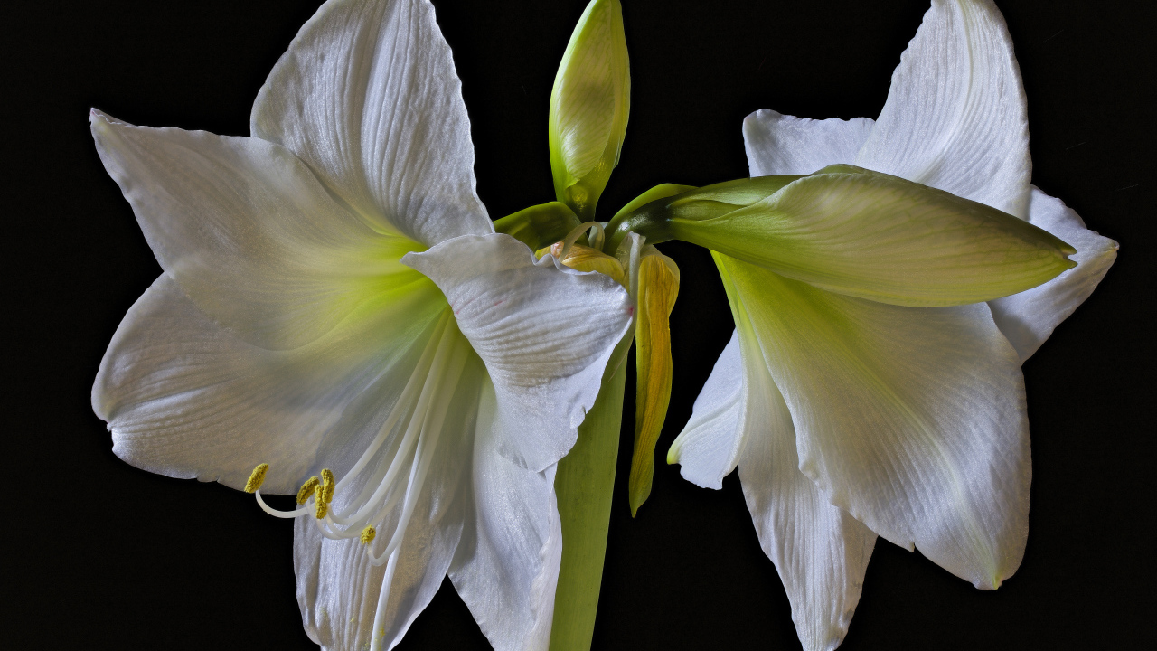 Два белых цветка амариллиса на черном фоне 