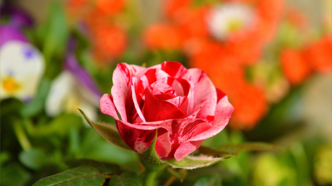 Необычная красивая роза крупным планом