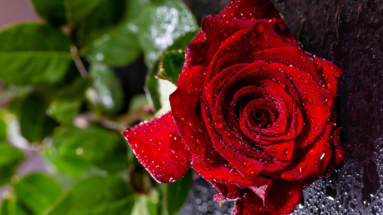 Мокрая красная роза на черной поверхности 