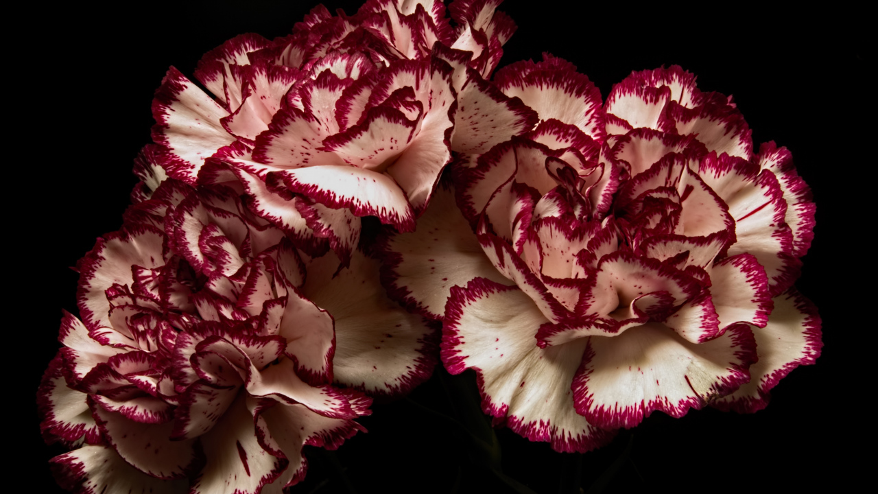 Белые гвоздики с красными ободками на черном фоне