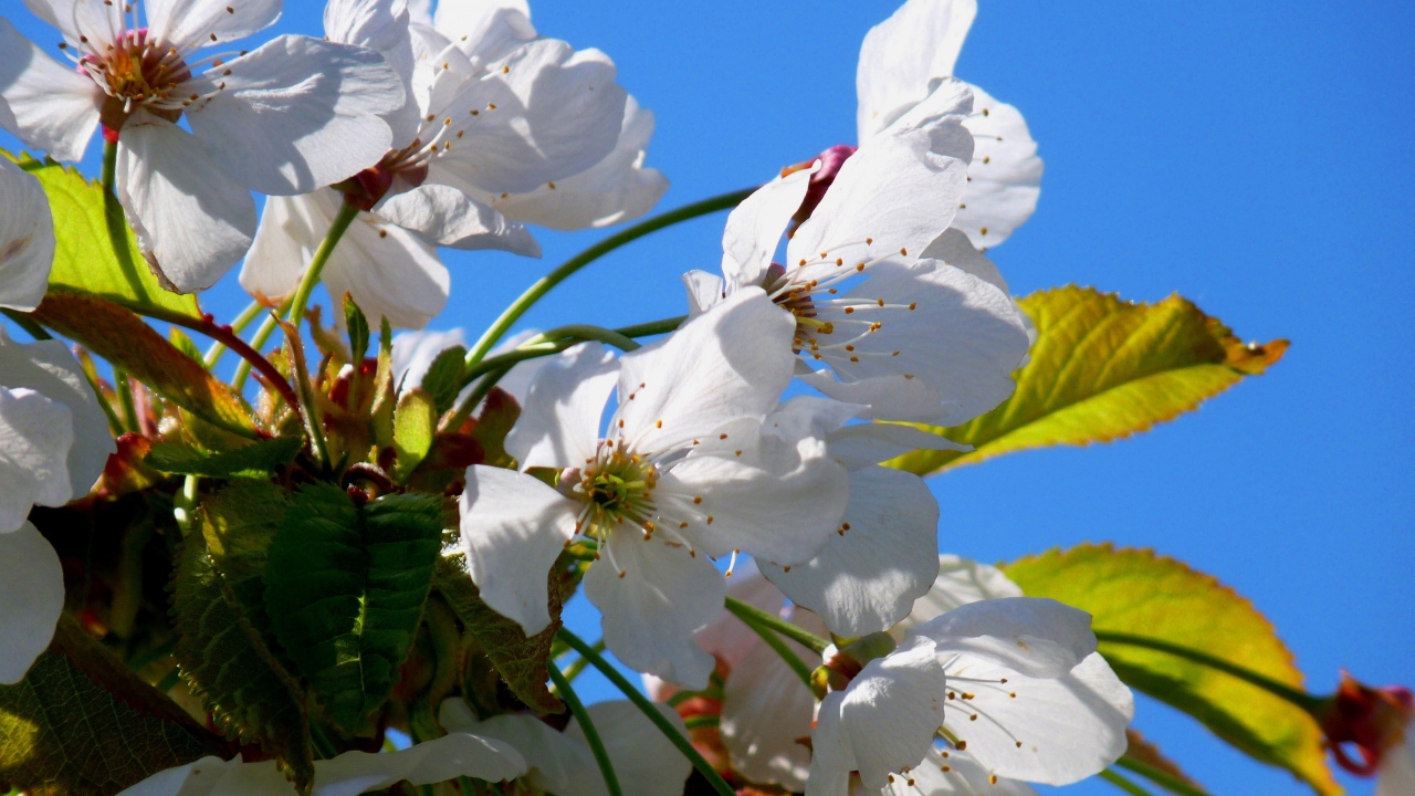 Белые цветы вишни с зелеными листьями на фоне голубого неба весной