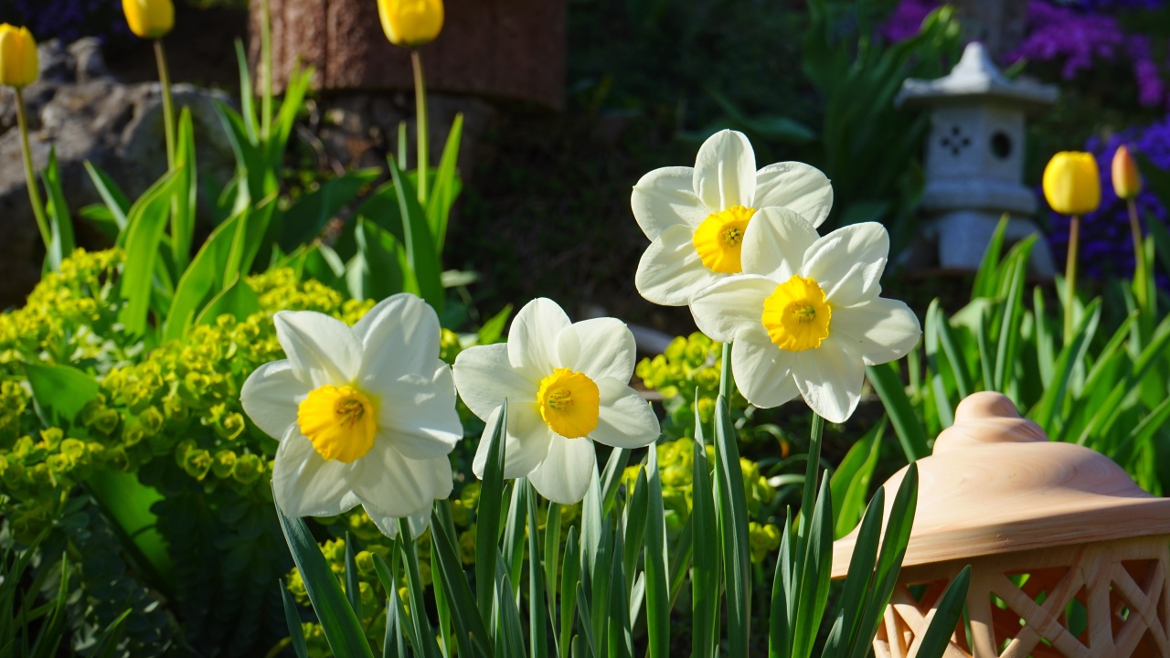 Белые нарциссы на клумбе 