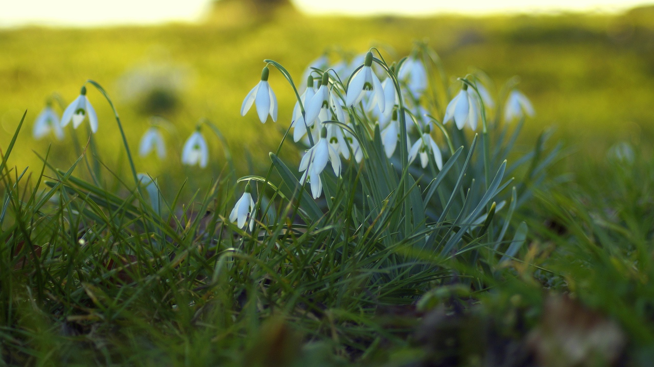 Белые подснежники на поляне на зеленой траве