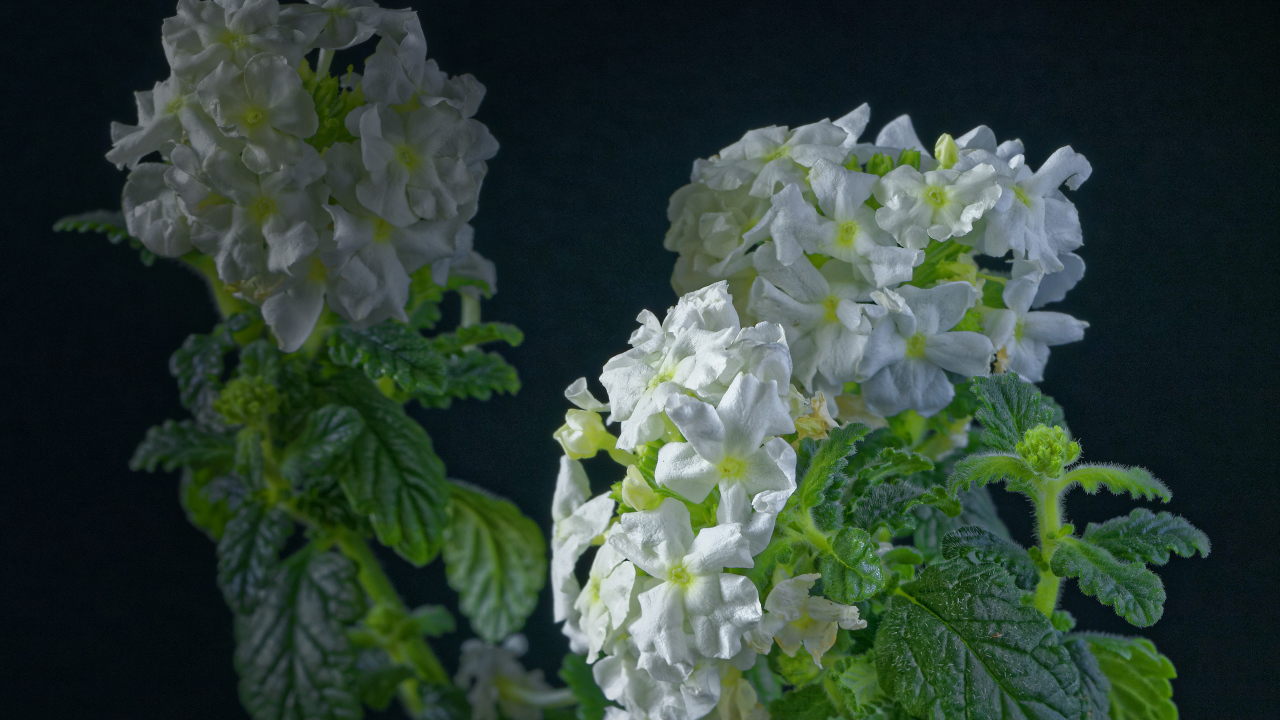 Белые цветы вербены на сером фоне