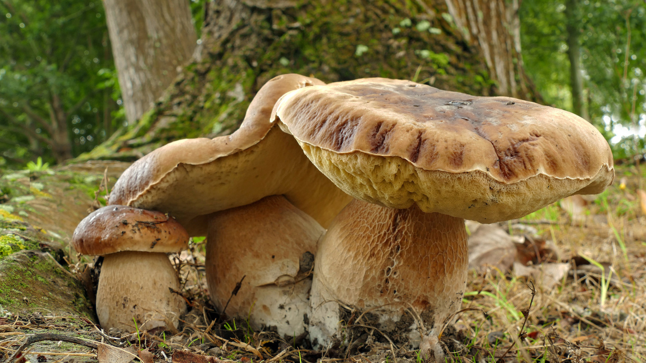 Большие грибы в лесу у дерева