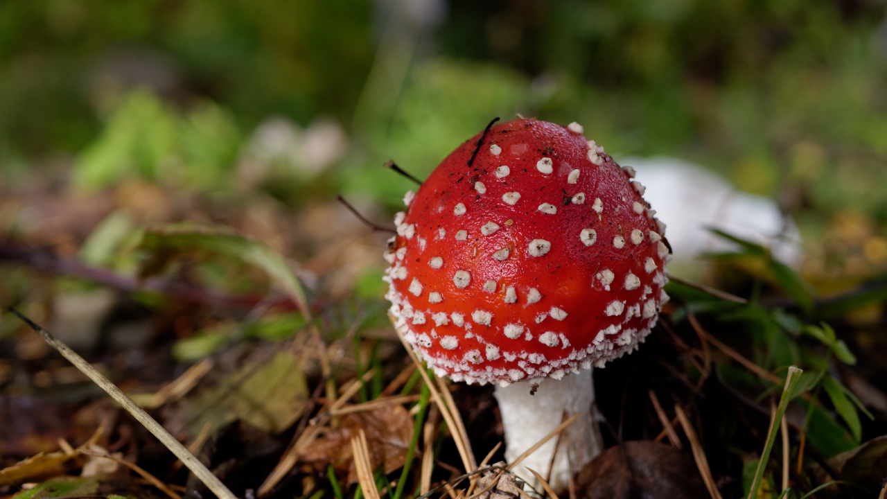 Красный гриб мухомор в траве осенью