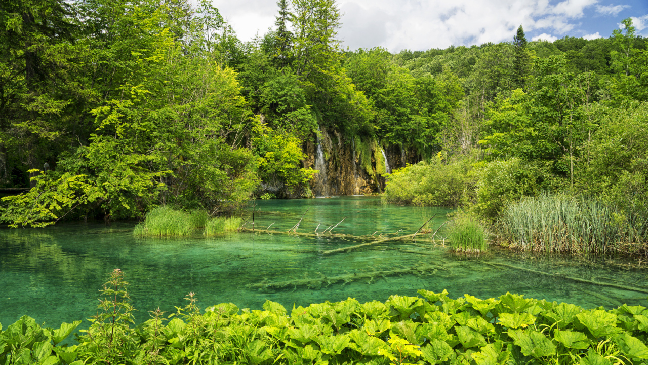 Упавшие деревья лежат на дне озера в лесу