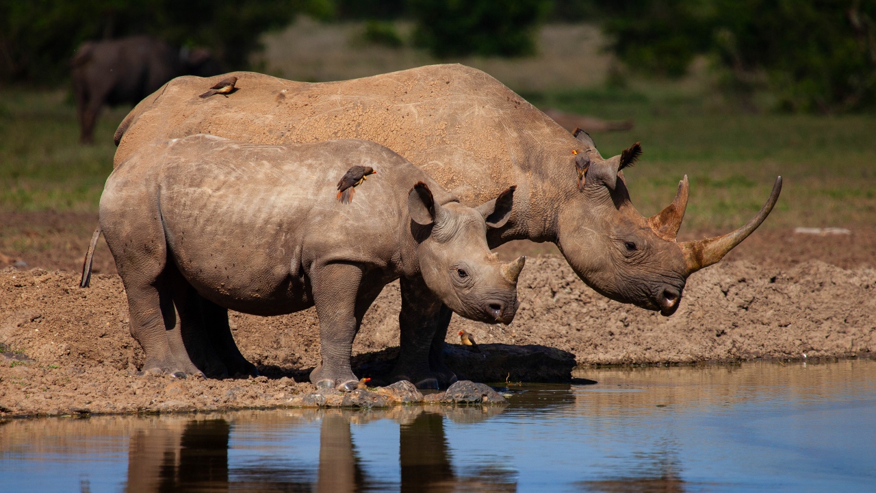 Big rhino with cub near the water