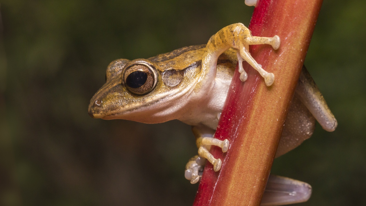 Лягушка сидит на растении крупным планом