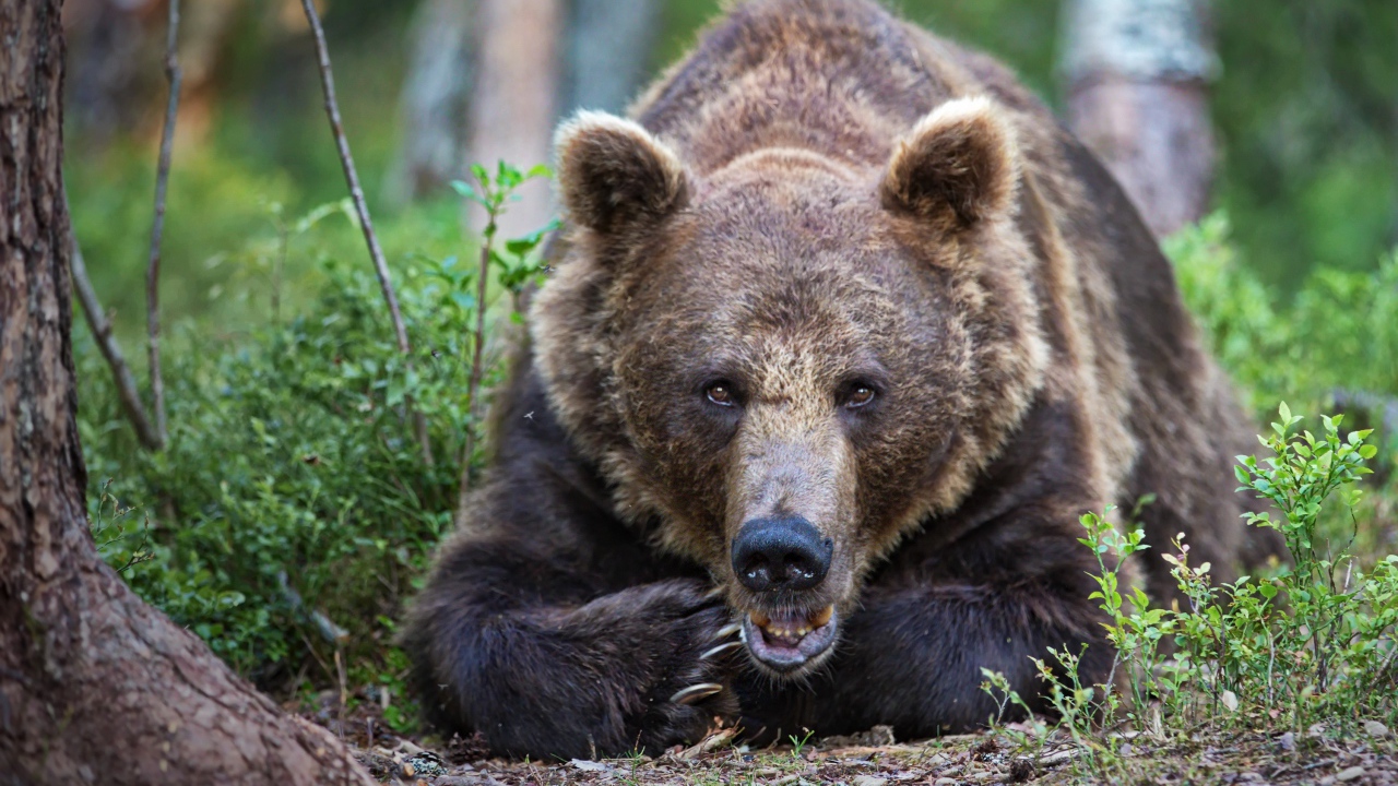 Большой бурый медведь лежит в лесу у дерева