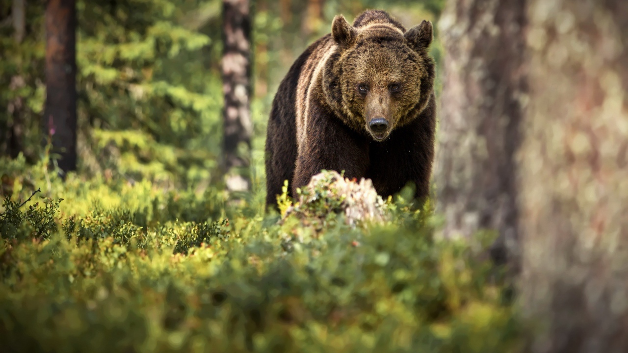 Большой бурый медведь идет по лесу