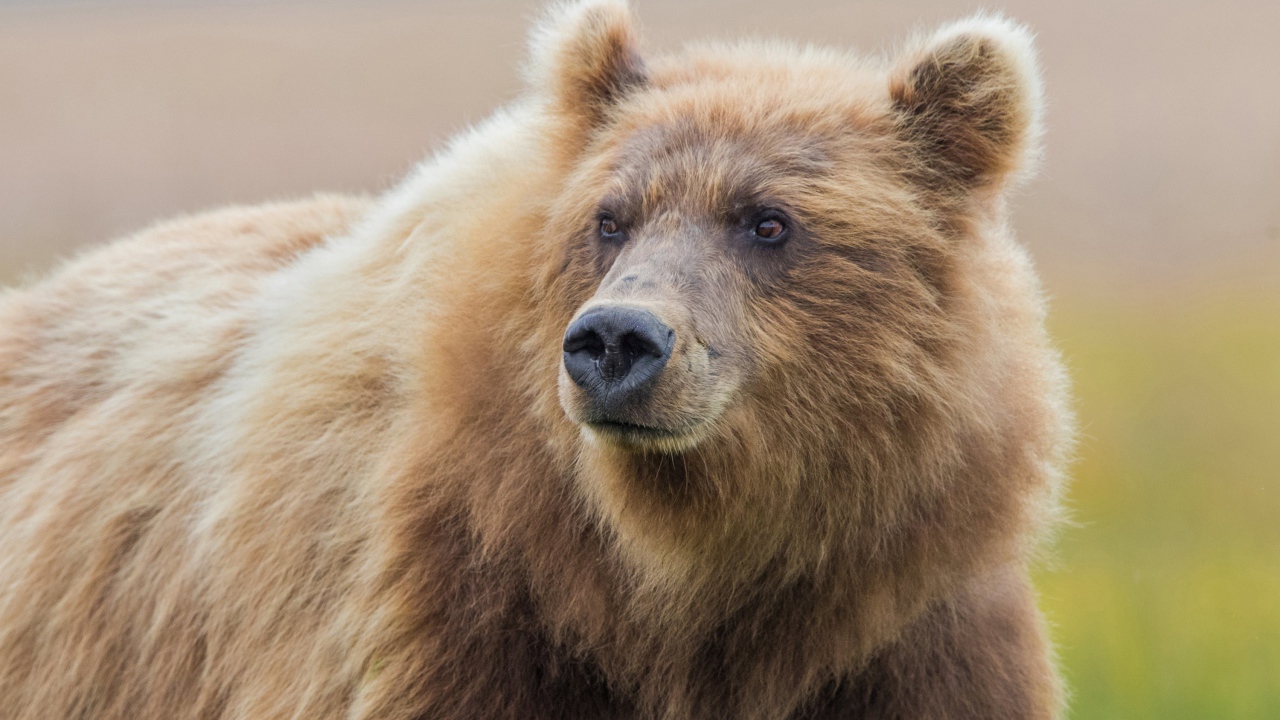 Большой мохнатый бурый медведь