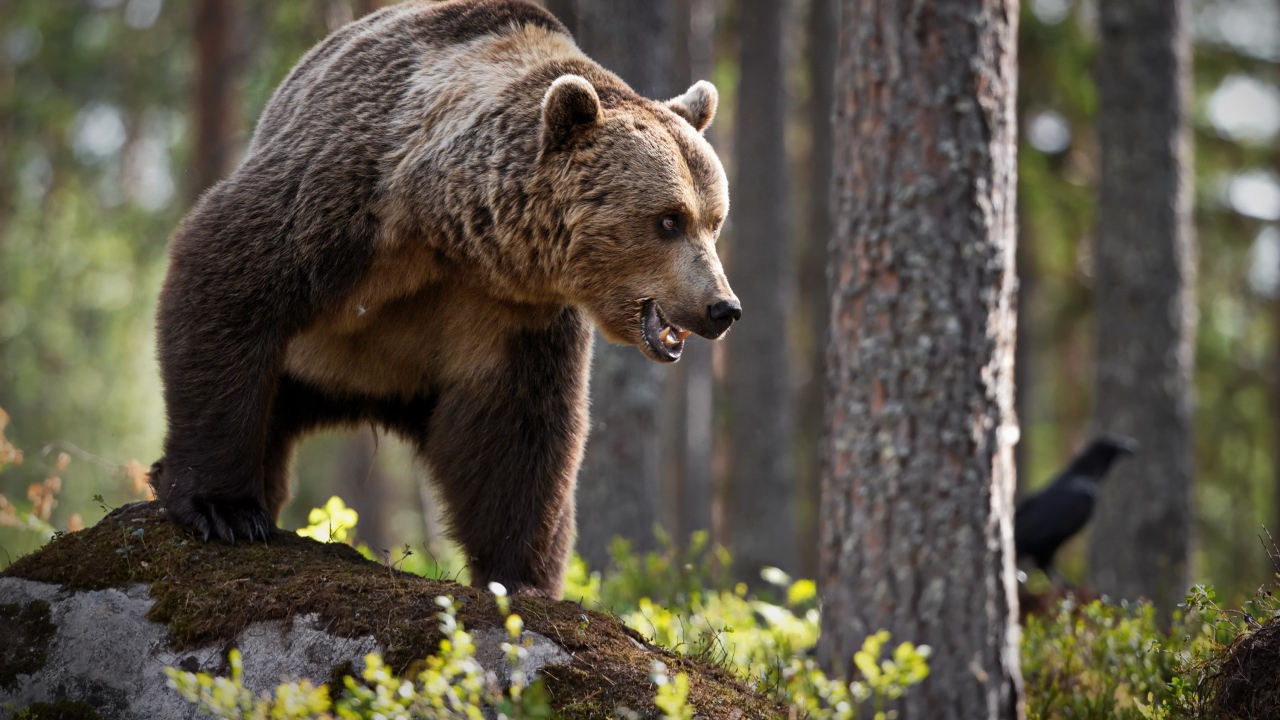 Большой грозный бурый медведь стоит в лесу