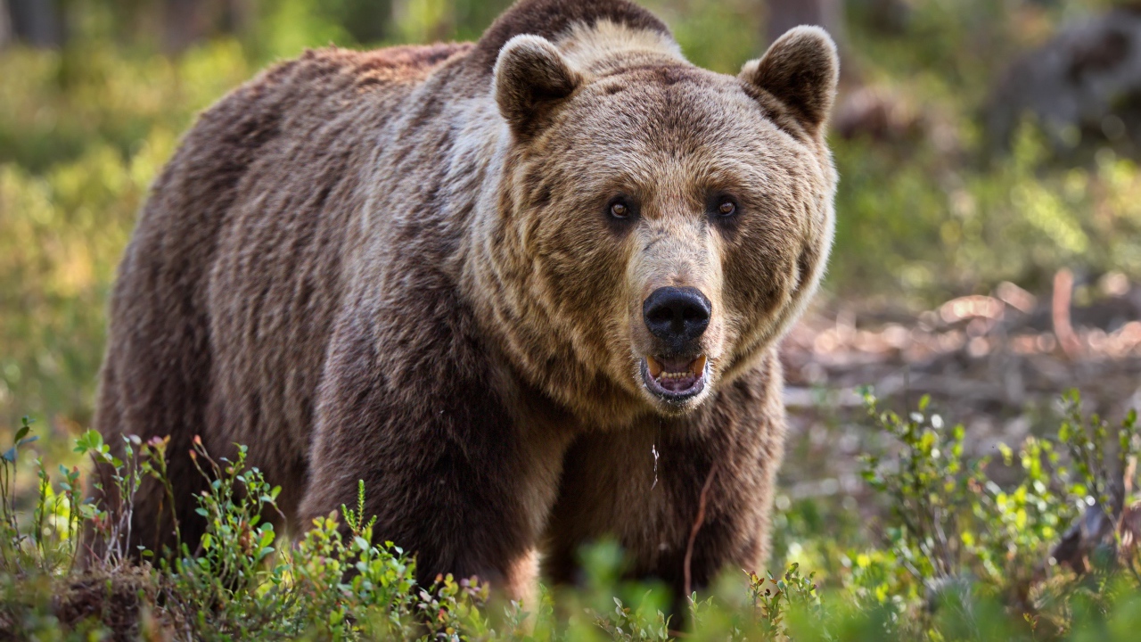 Большой грозный бурый медведь идет по траве