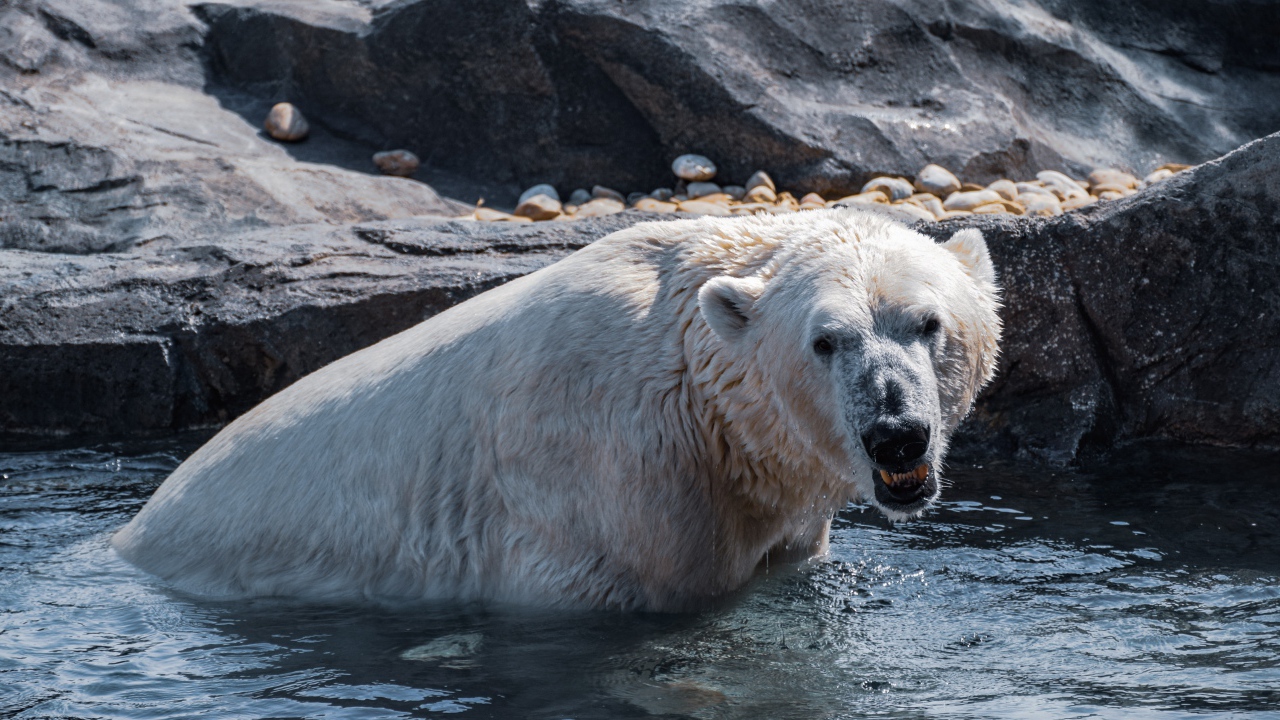 Большой белый медведь сидит в воде в зоопарке 