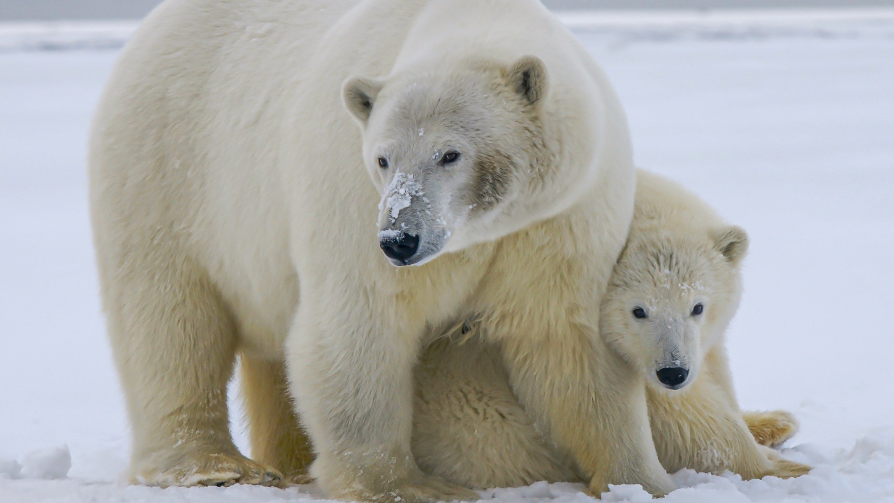 Большая полярная медведица с медвежонком на снегу