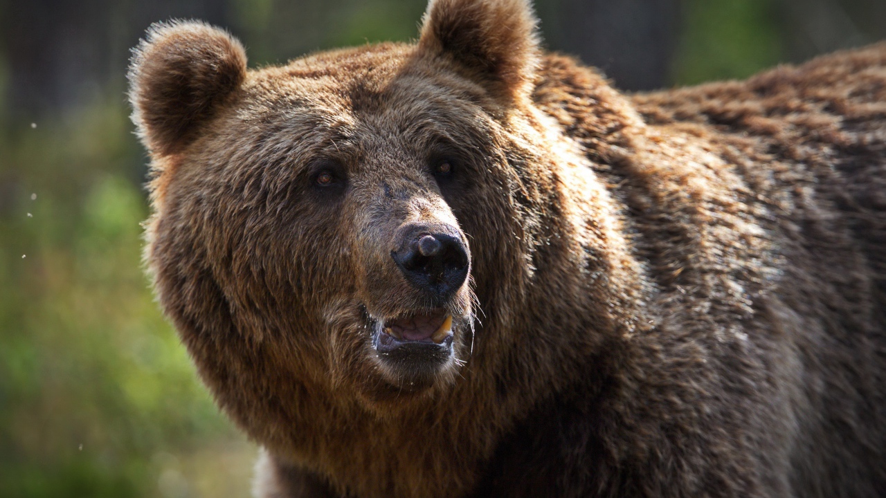 Большой сильный бурый медведь 