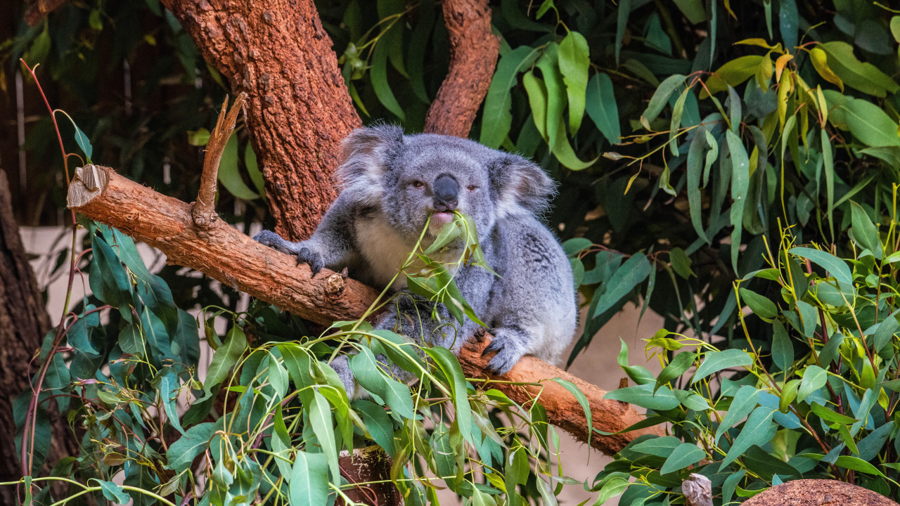 Lazy koala eats branches on a tree