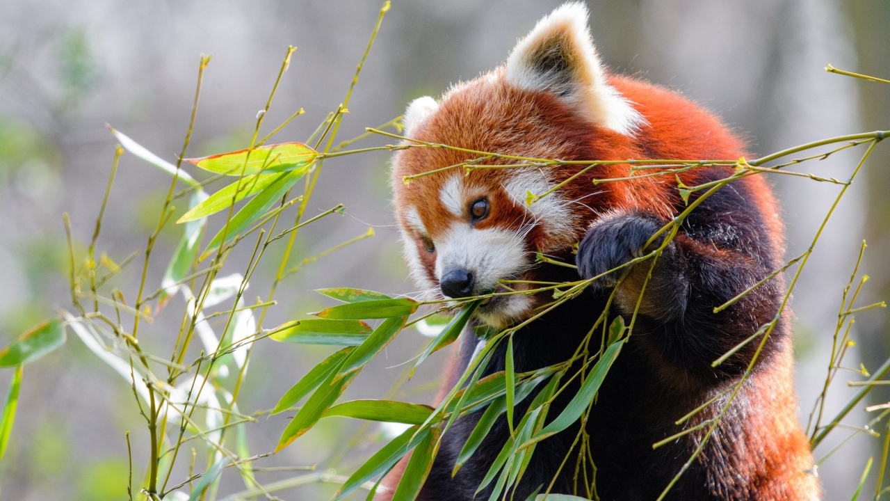Малая панда грызет зеленые ветки бамбука