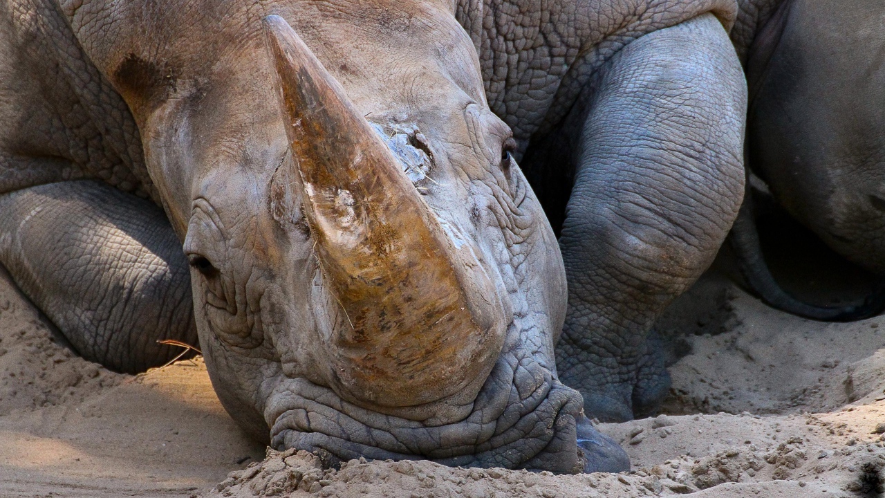 Большой носорог лежит на песке