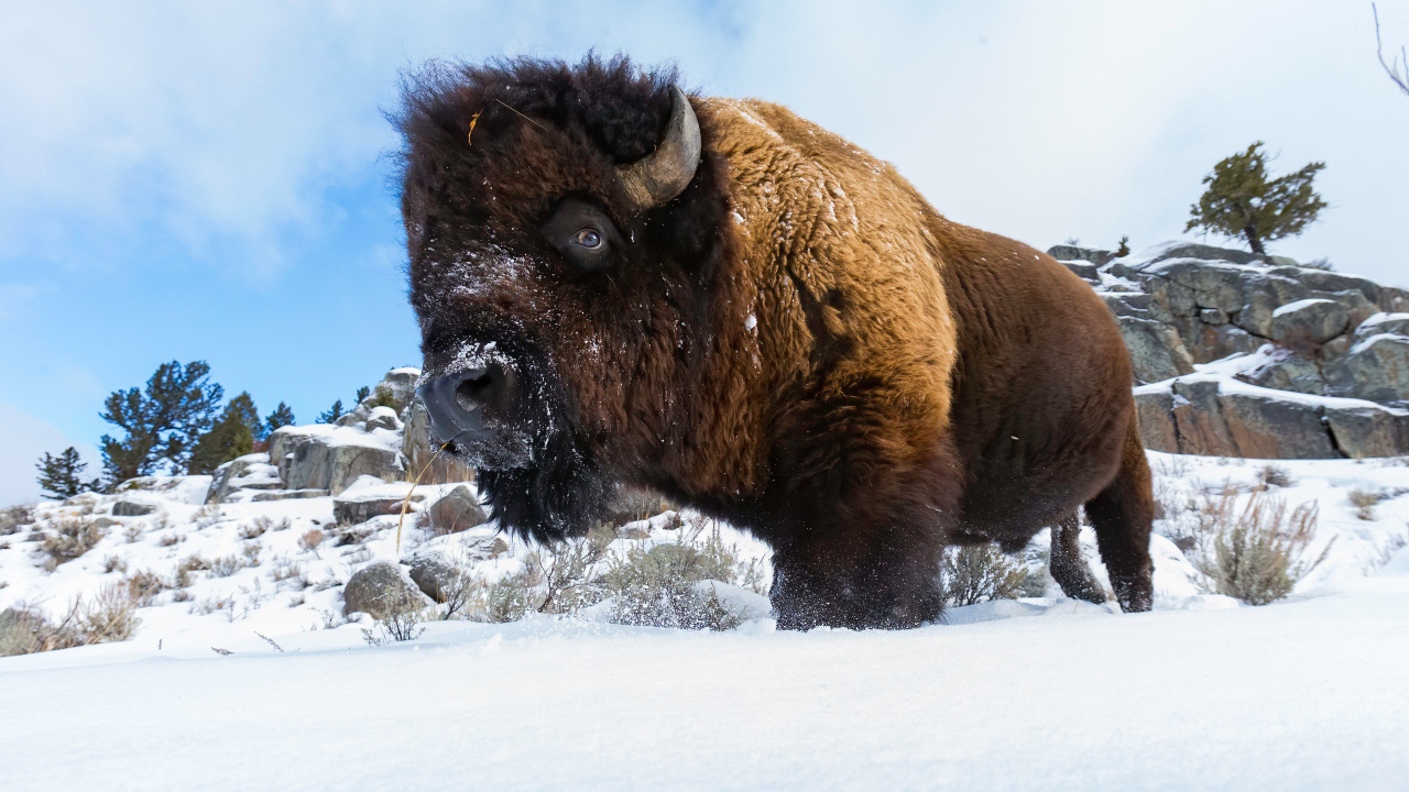 Большой сильный бизон стоит в снегу 