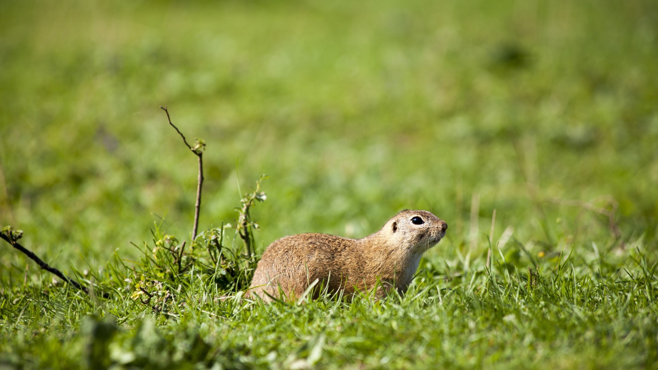 Суслик в зеленой траве 