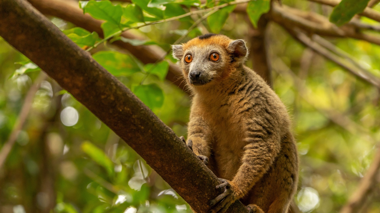 Лемур сидит на высокой ветке дерева 