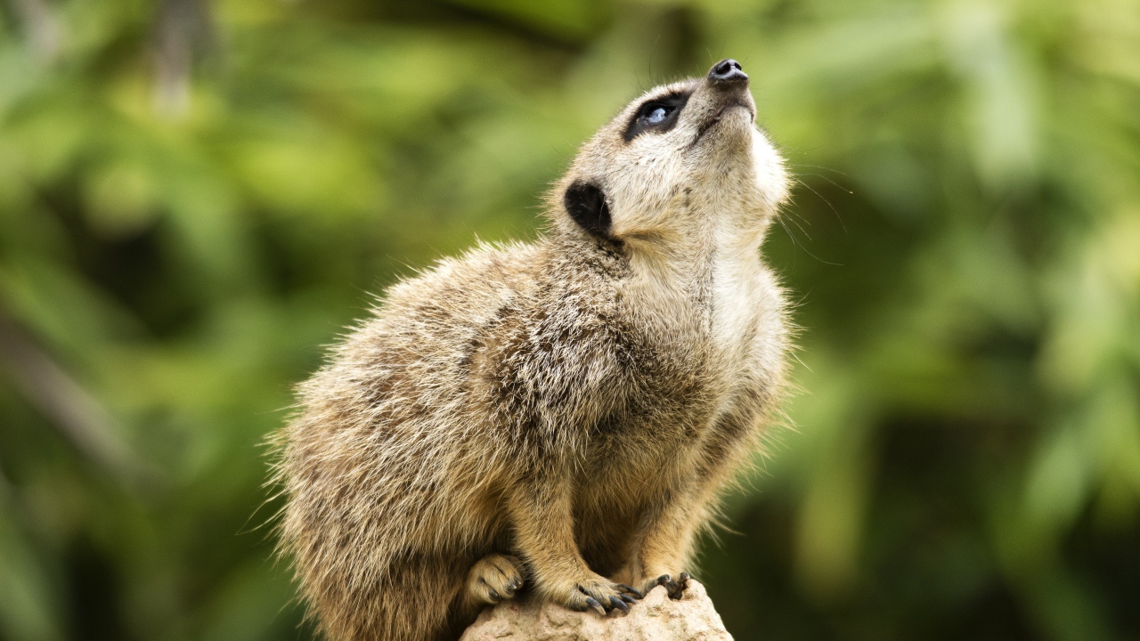 Маленький сурикат сидит на камне 