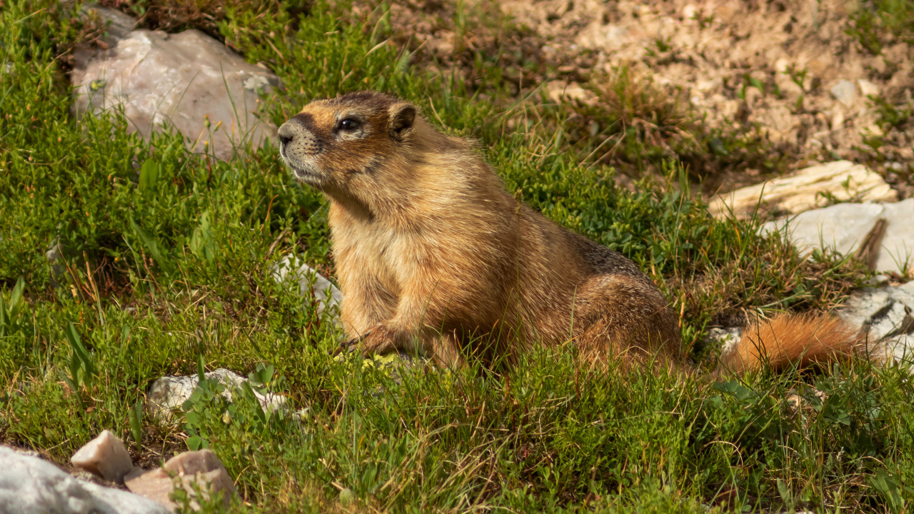 Сурок сидит на зеленой траве 