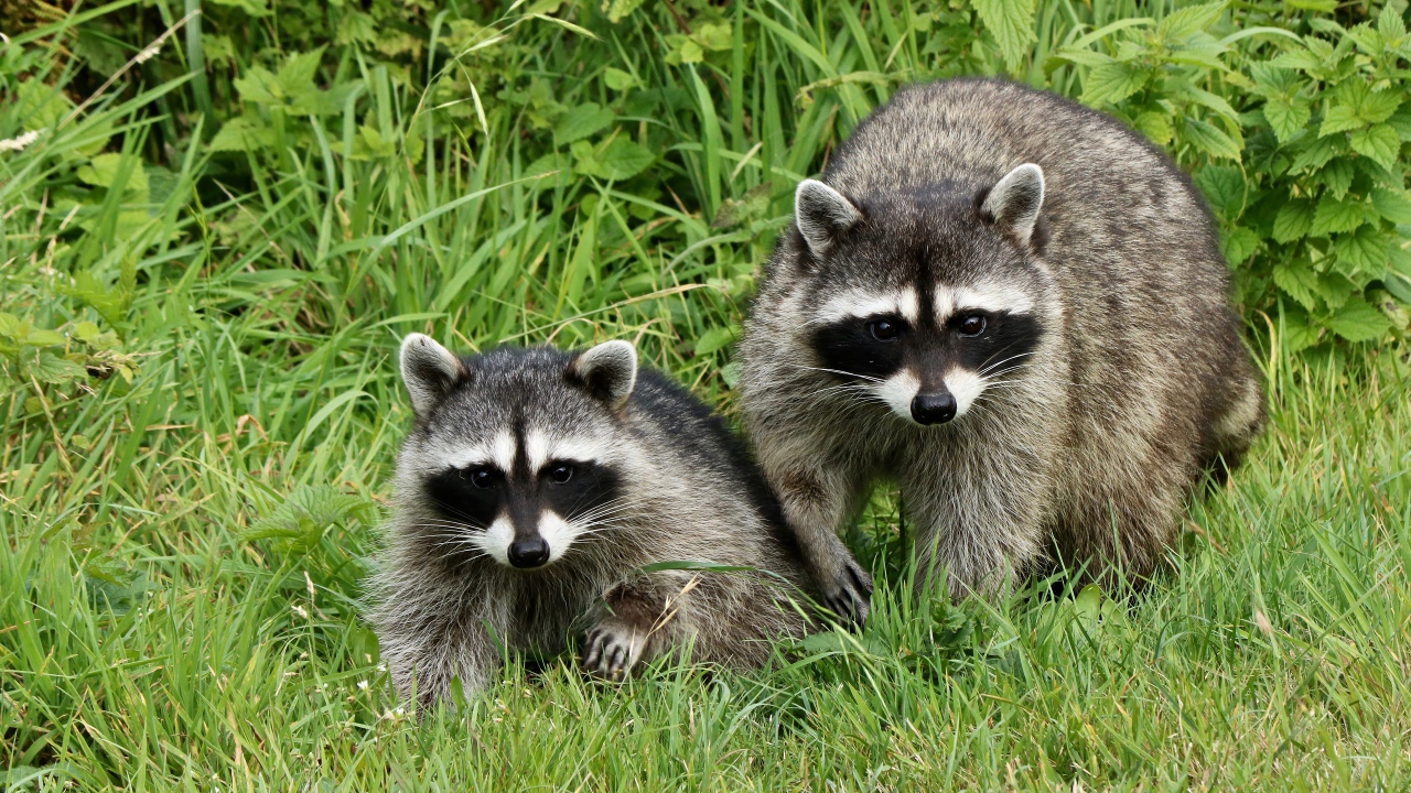Два енота сидят в зеленой траве