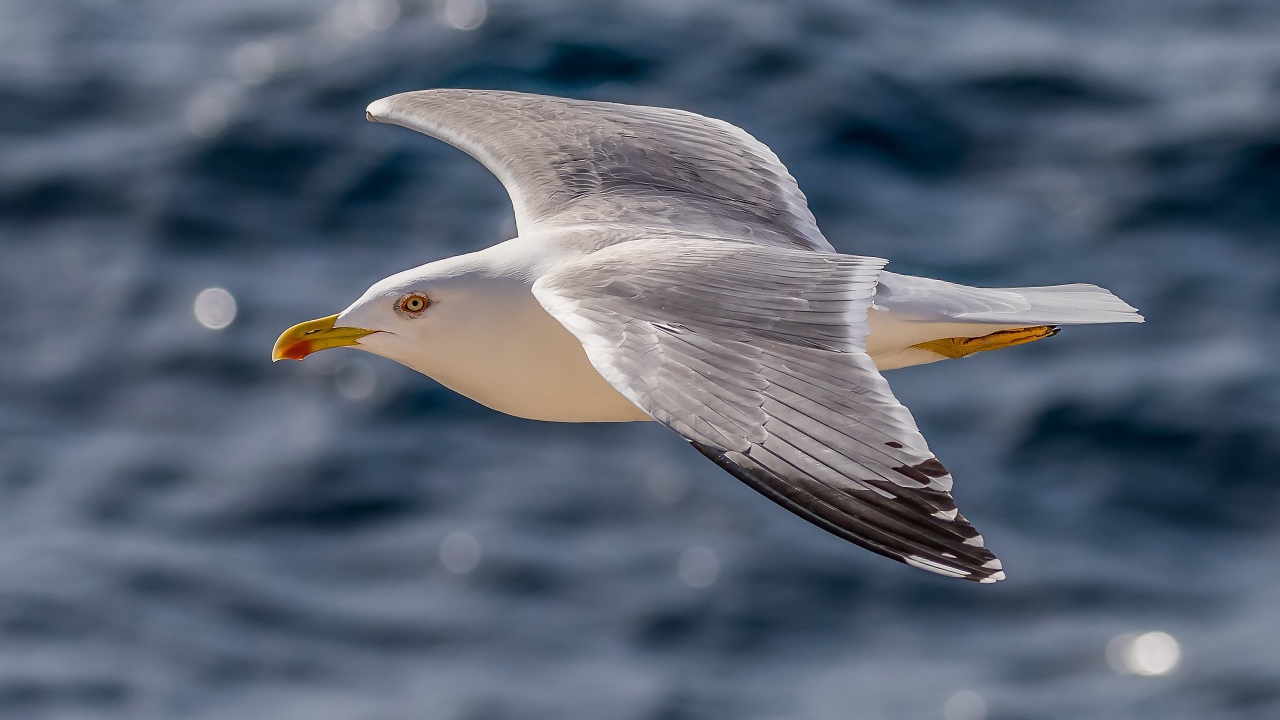 Большая серая чайка летит над водой